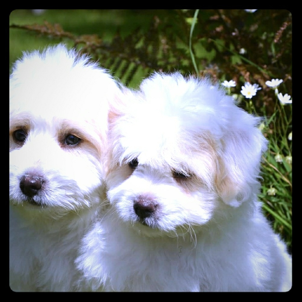 Pups